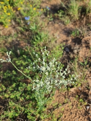Eriogonum annuum