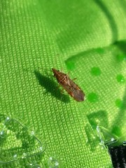 Belonochilus numenius