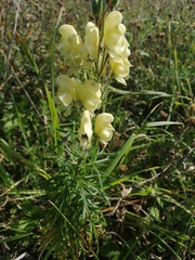 Aconitum anthora
