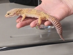 Eublepharis macularius