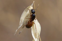 Camponotus sansabeanus