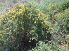 Nitraria billardierei