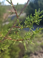 Juniperus pinchotii