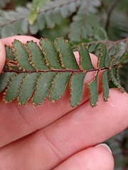 Adiantum hispidulum