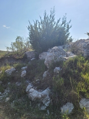Juniperus pinchotii