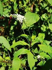 Lysimachia
