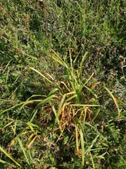 Hemerocallis minor