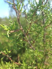 Juniperus pinchotii