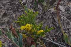 Synaphea