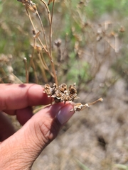 Engelmannia peristenia