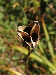 Hemerocallis minor