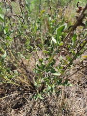 Engelmannia peristenia