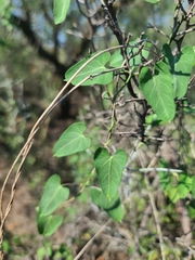 Funastrum cynanchoides