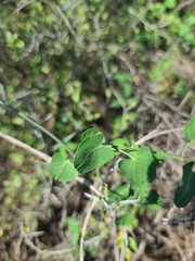 Funastrum cynanchoides