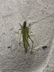 Conocephalus fasciatus