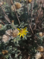 Heterotheca