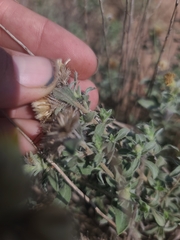 Heterotheca