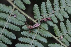Sclomina erinacea