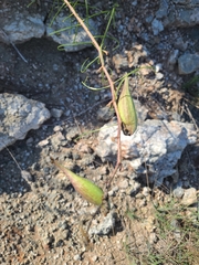 Asclepias engelmanniana