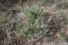 Isopogon adenanthoides
