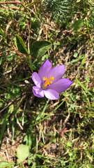Crocus nudiflorus