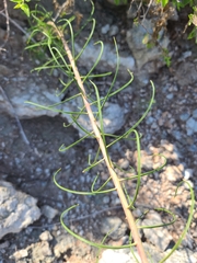 Asclepias engelmanniana