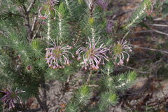 Isopogon adenanthoides