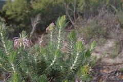 Isopogon adenanthoides