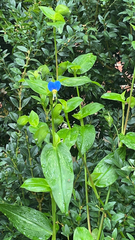 Commelina communis