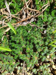 Selaginella peruviana