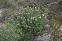 Petrophile scabriuscula
