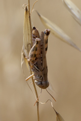 Melanoplus devastator
