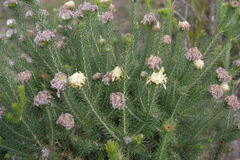 Petrophile scabriuscula