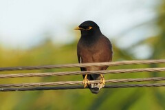 Acridotheres tristis