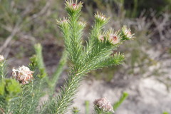 Petrophile scabriuscula