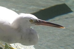 Egretta sacra