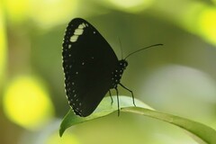 Euploea tulliolus