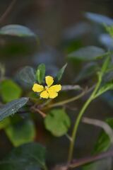 Goodenia ovata