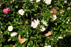 Camellia sasanqua