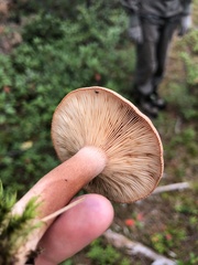 Lactarius rufus