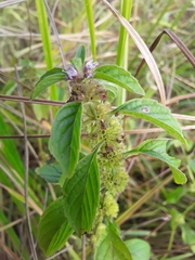 Mentha arvensis