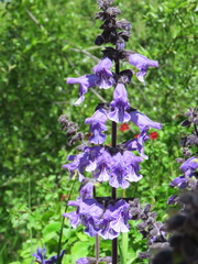 Dracocephalum ruyschiana