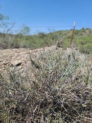 Ephedra antisyphilitica