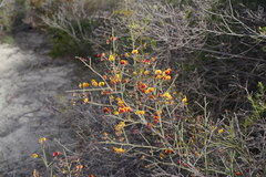 Daviesia divaricata