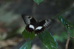 Papilio aegeus