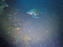 Lepidochelys olivacea