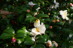 Camellia sasanqua
