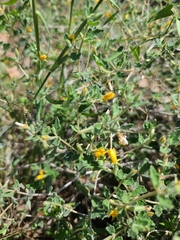 Mentzelia oligosperma