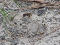 Poecilopompilus interruptus