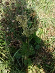 Filipendula stepposa